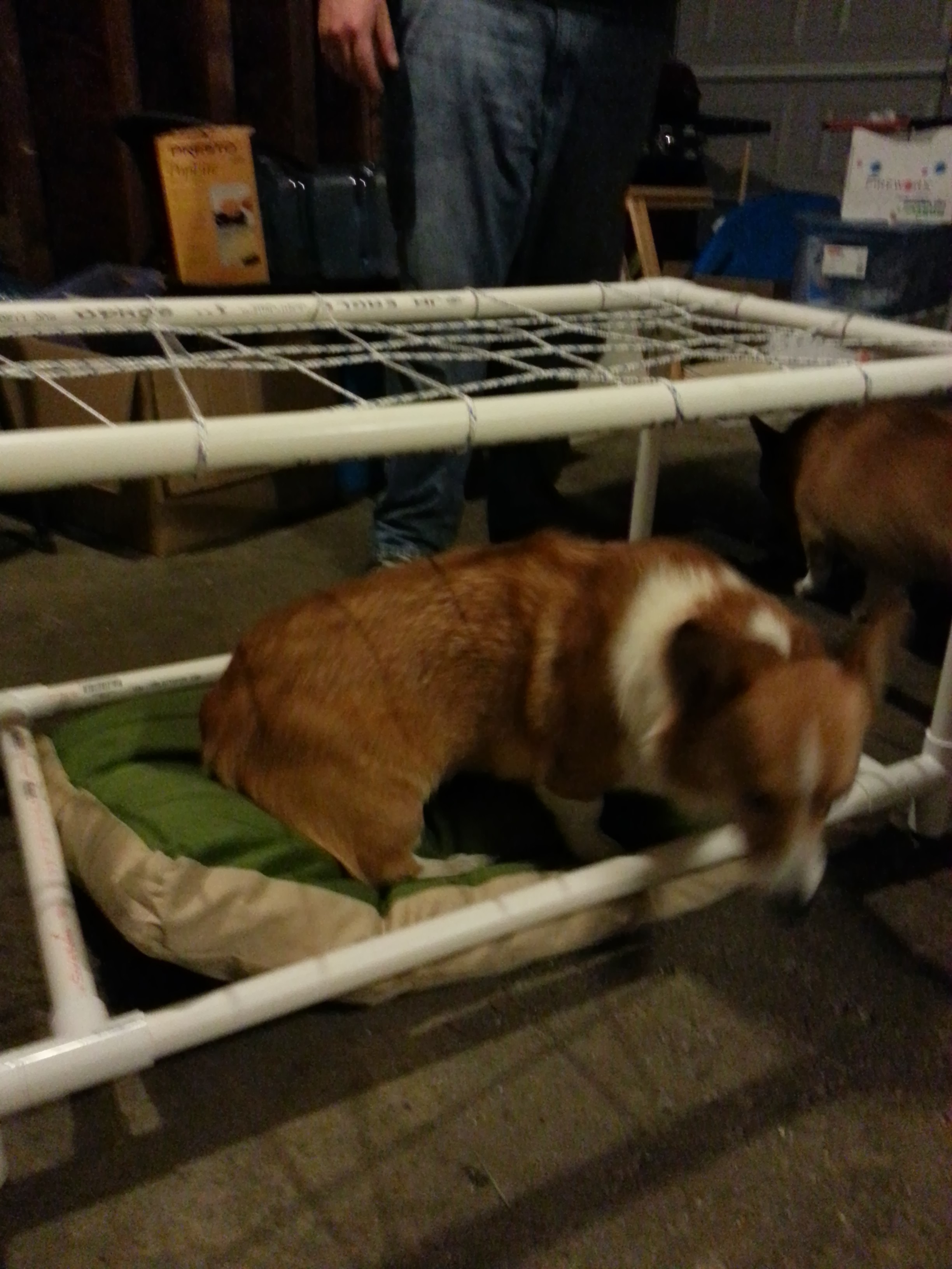 In progress with Roscoe doing some bottom bunk testing.